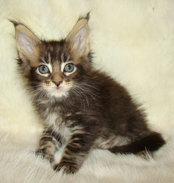     Catsvill County!   !    !       !!!    Catsvill County +7-926-544-74-09     .   ,   ,   ,    ,   ,  ,     ,   -,    ,   !